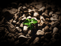 [주제/셩디] 봄비