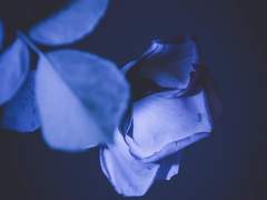 [귀멸] 그 꽃무릇의 맛은 푸른색