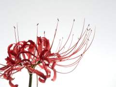 상사화(相思花)