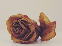 [요한조슈] 제국의 멸망을 위하여