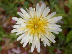 White Dandelion