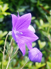 영원히 변치 않는 사랑