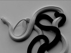 삼각형의 미학 5