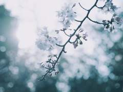 [Camellia Gabriella/M/메르포벤]