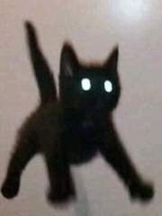 ENFP 크로플으 일기!!