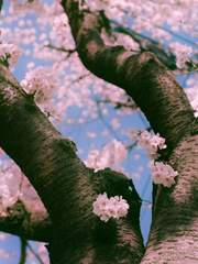 벚꽃, 덧없는 사랑은 꿈