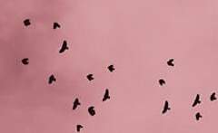 짐승이 인간 말도 배우고 시대 참 좋아?