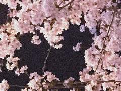 당신만을 바라보는 벚꽃