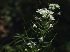 [다자츄] 不信 (불신) - 후기