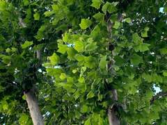 플라타너스 나무 아래