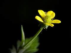 한계운명(限界命運)