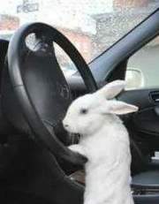 배포 모음 (트레틀/이메레스 등등)