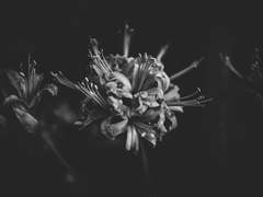 [은향가연] 49재(四十九齋)