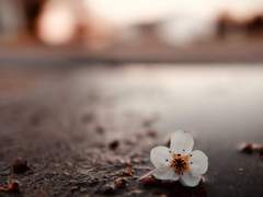 일본 장르들의 우경화, 그리고 우익.