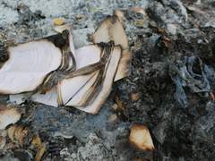 [조슈아 퀸시] -