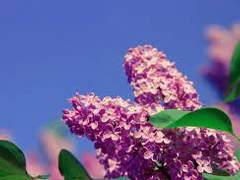 나의 유일한 봄