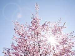 꽃이 피었어요.