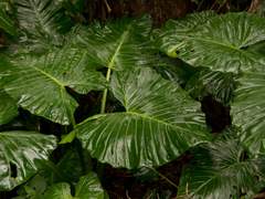 Kerri S. Kapit 케리 셀마 카핏, 13세, 여성, 알로카시아 화인