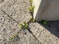 [켠꿍쁘띠앤솔: CC] 스테인드 스프링