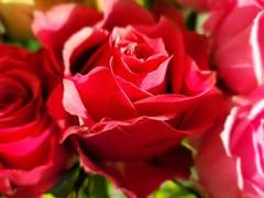 장미가 가장 활짝 피었던 순간은