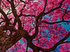 홍매가 만개하는 밤에. 0편