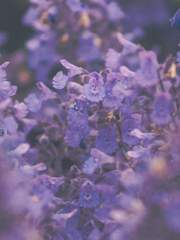 The letter ; 잔 마이어