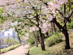 [희특] 봄 벚꽃 말고 사랑