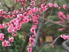 홍매가 만개하는 밤에. 1편