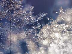 -hiems Lepus Blau. ²