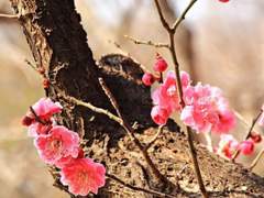 홍매가 만개하는 밤에. 2편