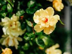 [승우도진] 終天之慕