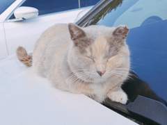 포악한 맹수들의 습격