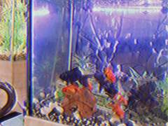 카나리아로 오세요 下