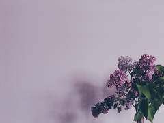 발췌 이미지 - 꽃, 편지