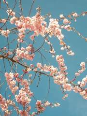 [시목정우/고니정우] 삼월은 사쿠라