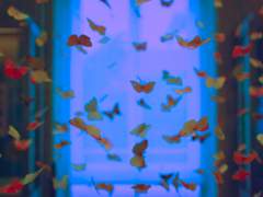 魚目混珠: 나는 영원한 당신의 편