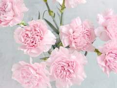 [자매백합/단편] 꼭 봄이 오지 않아도 괜찮아