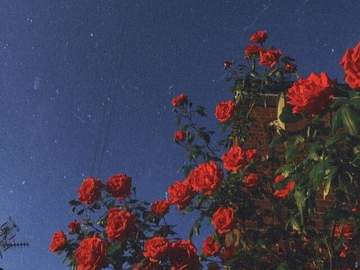 [얀별케일] 학생회장님, 혹시 미치셨어요?