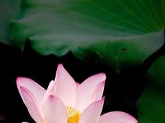 [희신강징] 애상(哀傷) 1