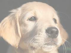 로맨틱 캡틴 달링 (모아이 님 作) 발췌이미지