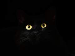 나의 검은 고양이에게