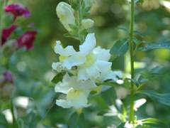 かねまき きりさと