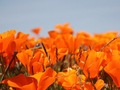 𝐄. 𝐄𝐯𝐞𝐫 𝐚𝐟𝐭𝐞𝐫