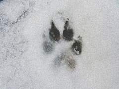 개와 고양이의 시간 - 2