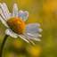 Daisy