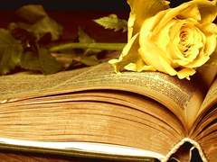 ˖◛⁺˖_𝓞𝔀𝓮𝓷 𝓑𝓮𝓻𝓷𝓪𝓻𝓭