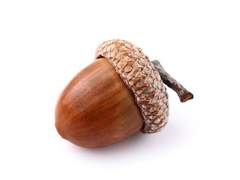 길에 떨어진 도토리 함부로 차지 마라