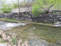 청계천 청둥오리