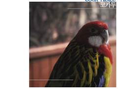 코카두(Cock-Adieu)-4