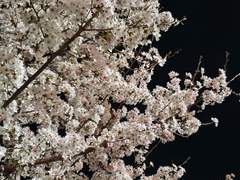 당신의 살갗을 만질 때